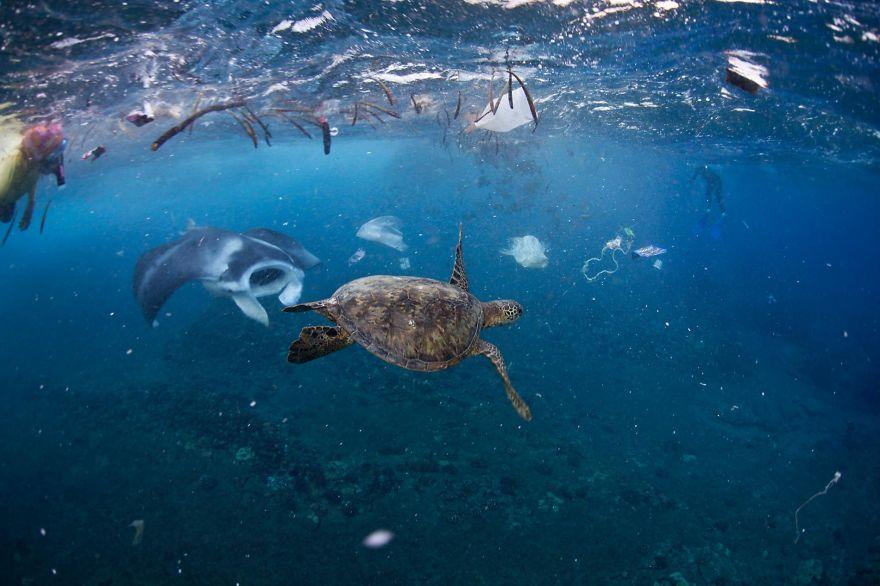 Μέχρι τώρα έχουν αναφερθεί περίπου 700 είδη θαλάσσιων ζώων που κατανάλωσαν ή μπλέχτηκαν στο πλαστικό. ©JOHN JOHNSON