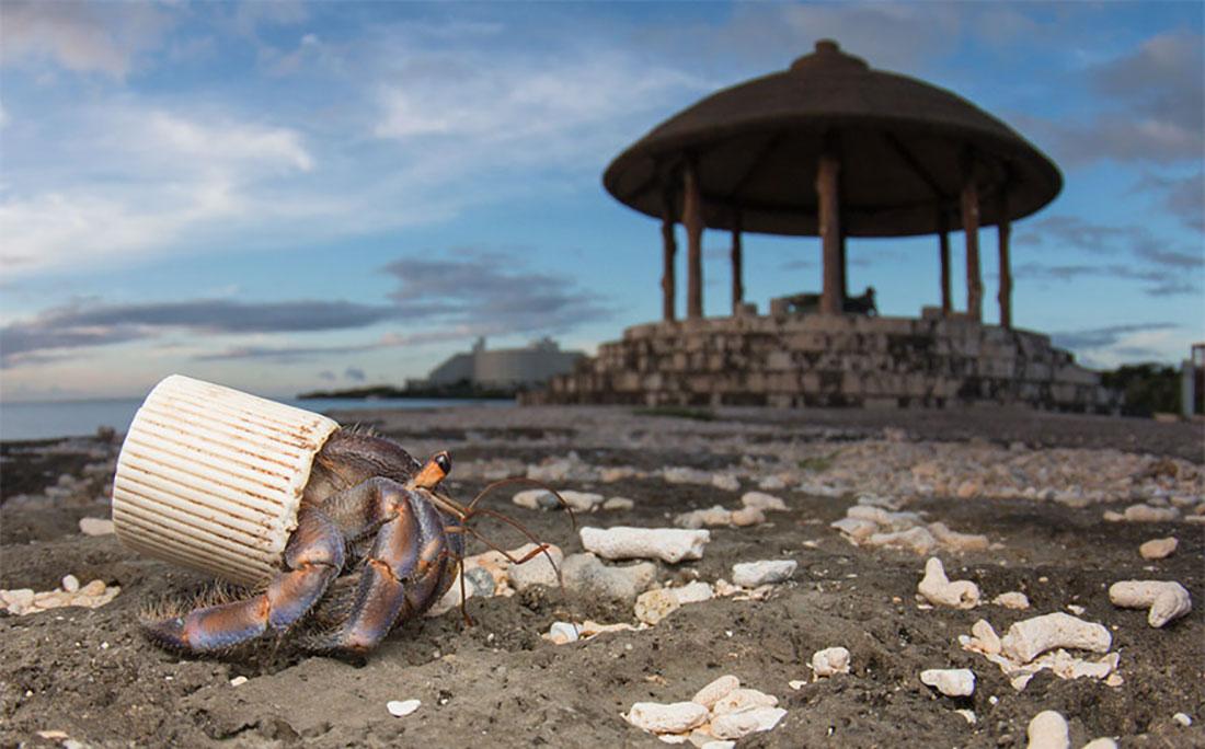 Καβούρι στην παραλία της νήσου Οκινάουα, στην Ιαπωνία κατέφυγε σε πλαστικό καπάκι για να προστατέψει τη μαλακή κοιλιά του. Οι λουόμενοι συλλέγουν τα όστρακα που χρησιμοποιούν συνήθως τα καβούρια, αφήνοντας την ίδια στιγμή πίσω τους εκατοντάδες απορρίμματα