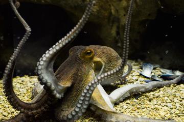 Το Χταπόδι (Octopus Vulgaris)