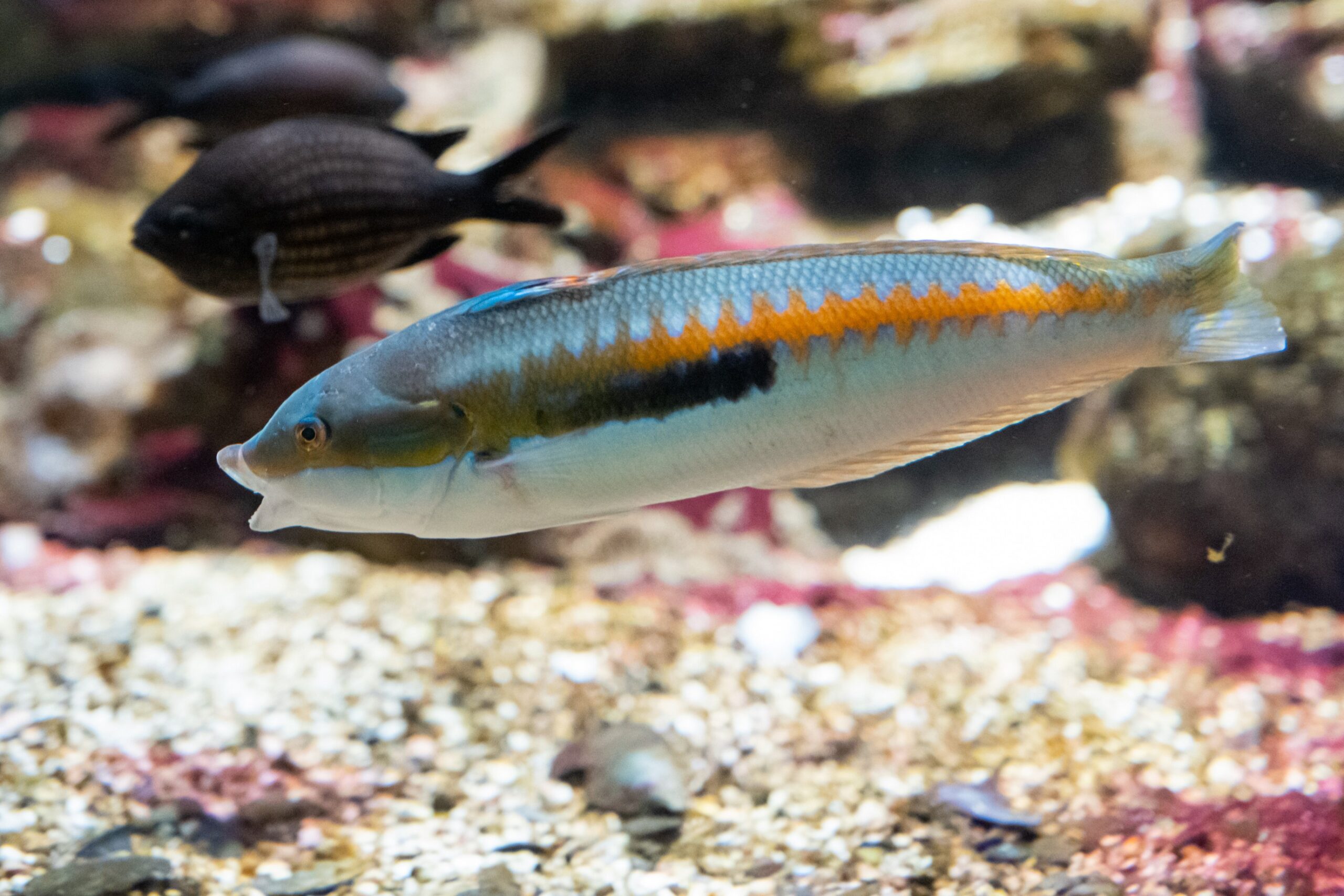 cretaquarium (123)