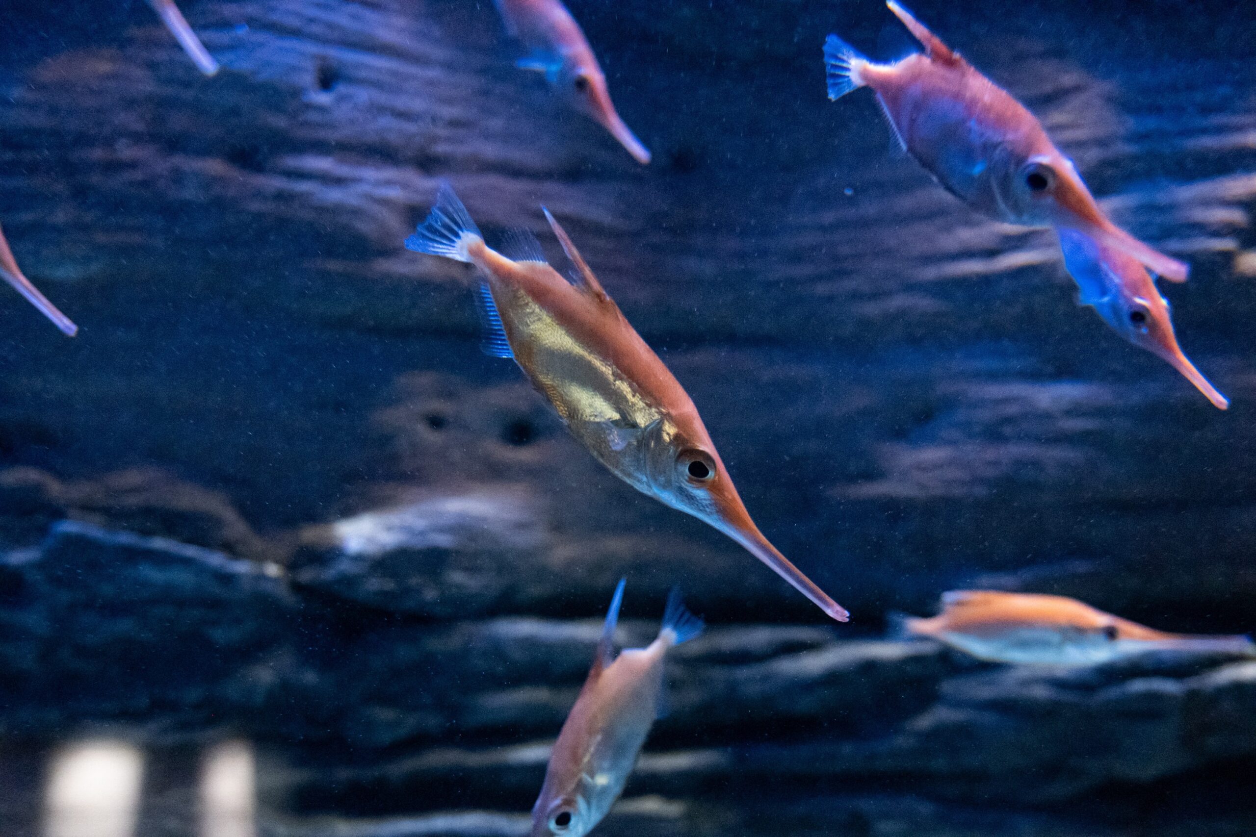 cretaquarium (160)