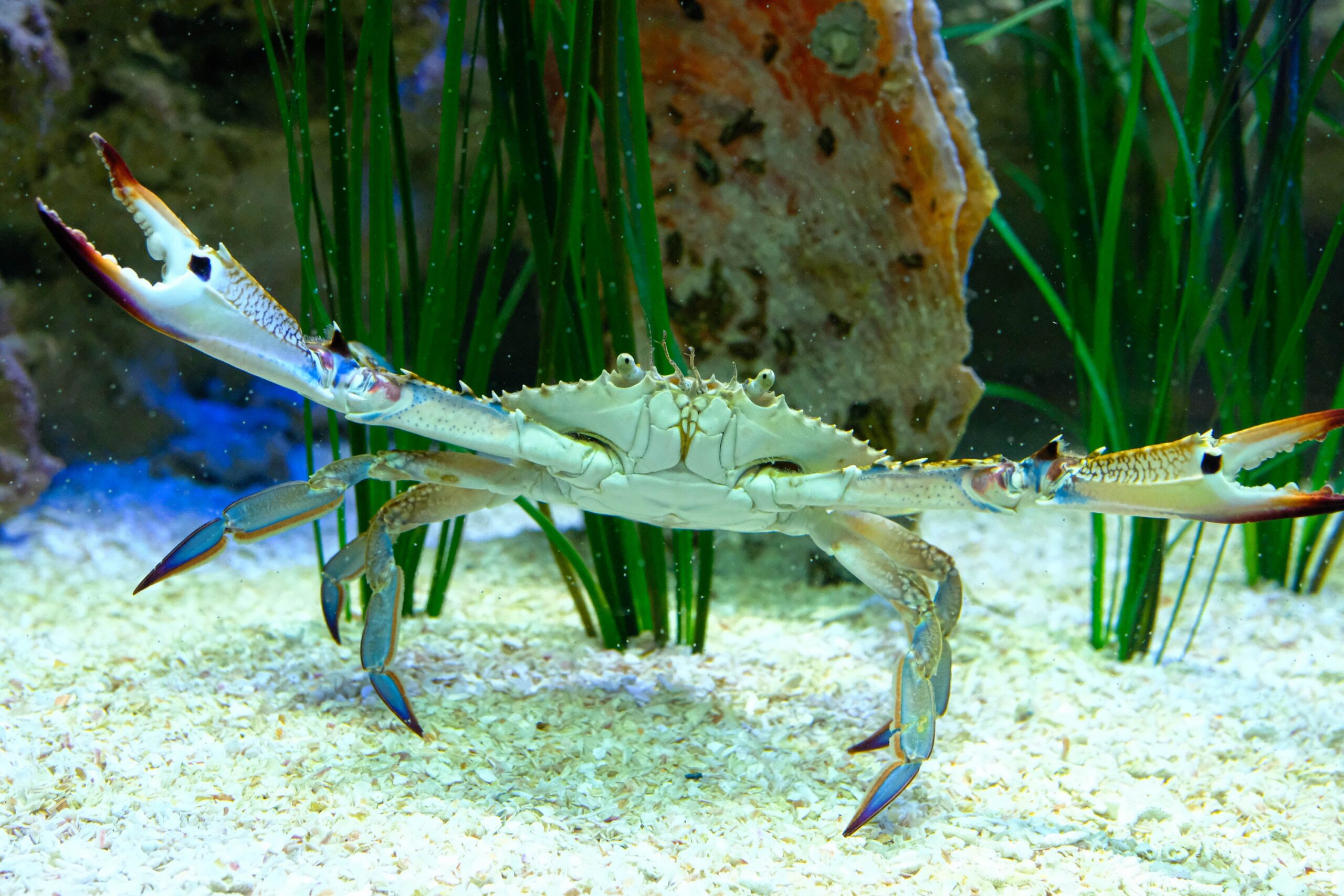 cretaquarium (161)