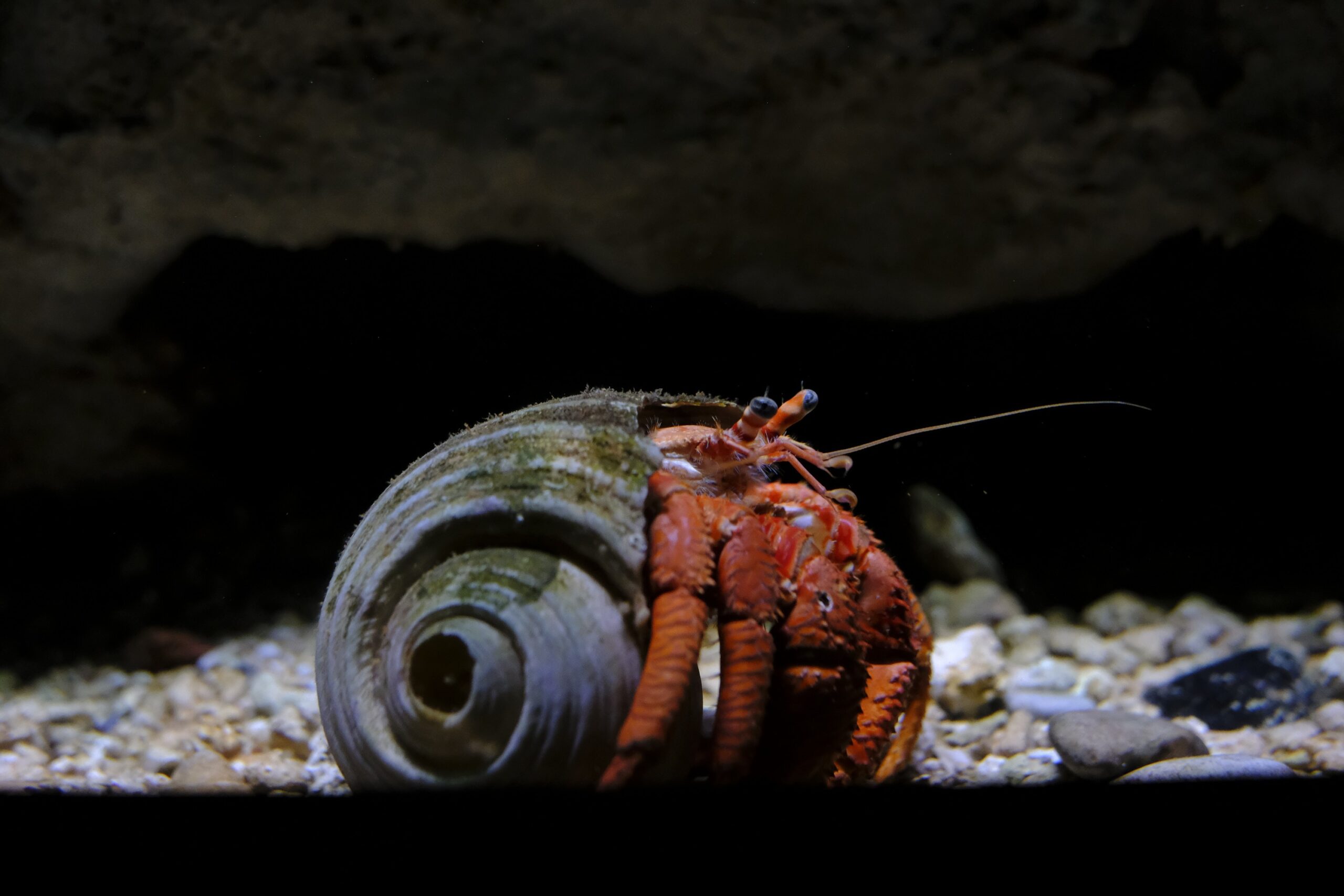 cretaquarium (165)