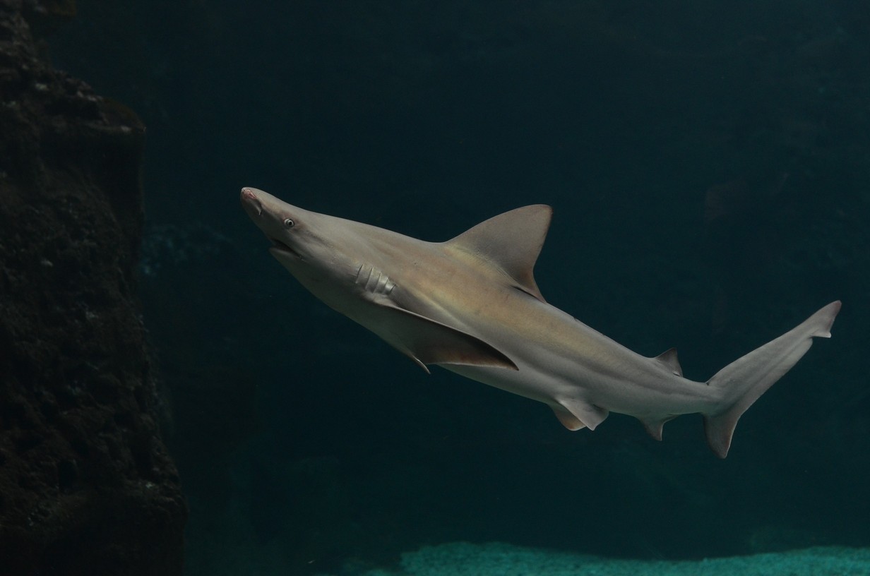 cretaquarium (180)