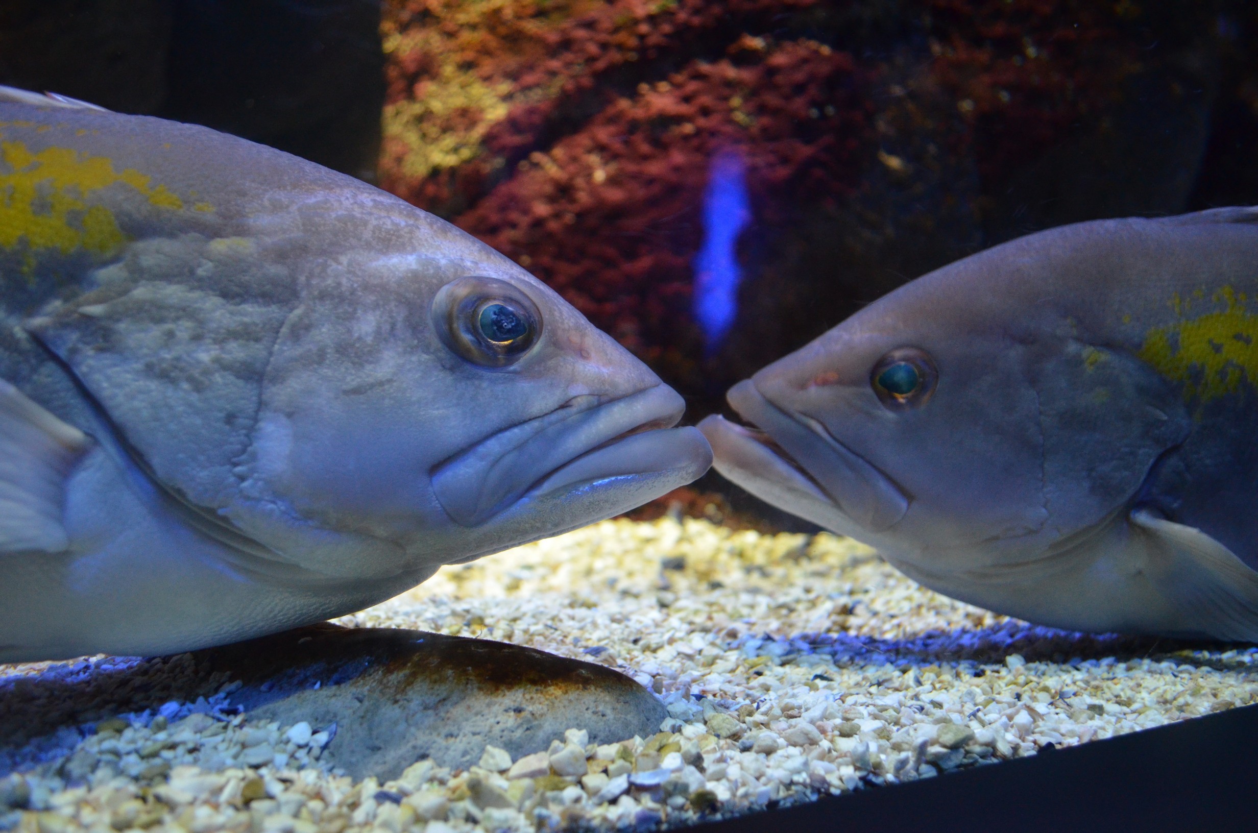cretaquarium (247)