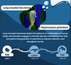 Seahorse