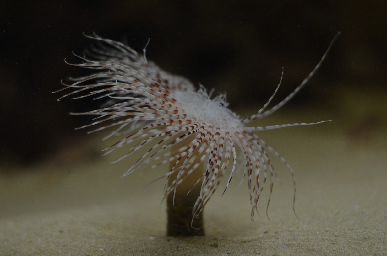 cretaquarium (289)