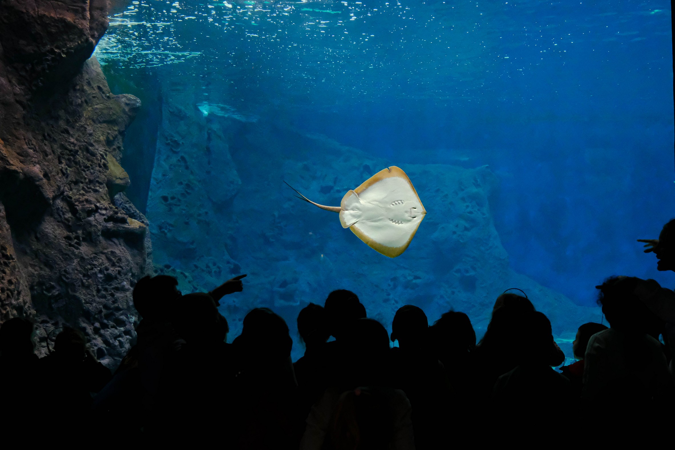 cretaquarium (306)