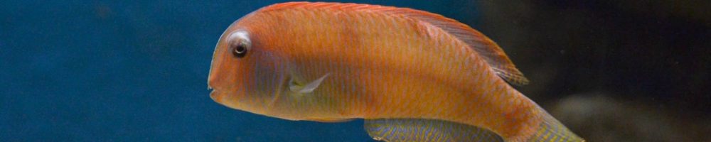 cretaquarium (132)